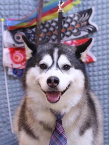 20230525なちゃちゃん